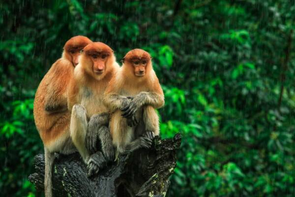 Proboscis monkeys